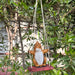 A decorative garden statue of a brown and white squirrel sitting on a small red swing, hanging by white ropes