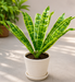 A vibrant potted Sansevieria plant with green and yellow variegated leaves