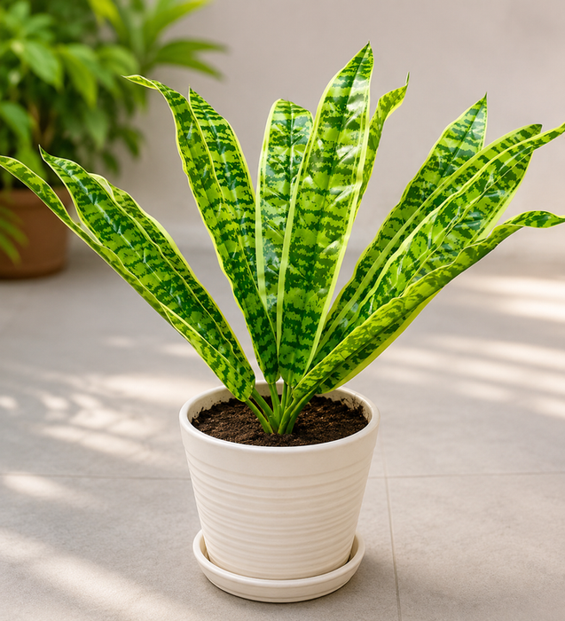 A vibrant potted Sansevieria plant with green and yellow variegated leaves