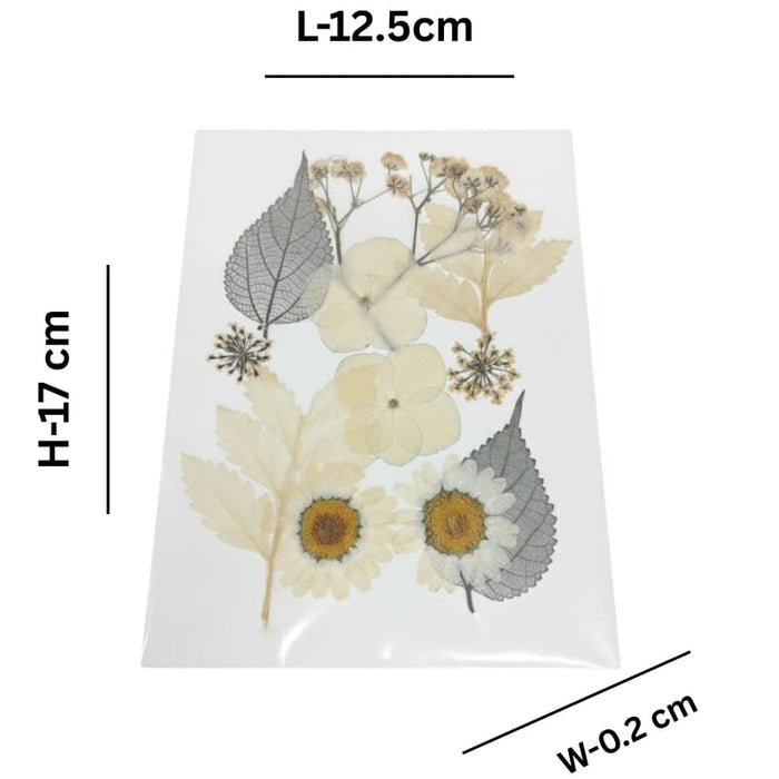 Wonderland set of 6 Dried & Pressed Natural Botanicals | Daisy & Skeleton Leaf Assortment for Resin, Art, and Crafts