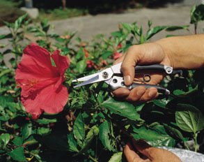 Wonderland Heavy Duty Trimmer Pruning Shears Silver : Garden Tools | Grafting Knifes for Garden, Lawn, Potted Plants