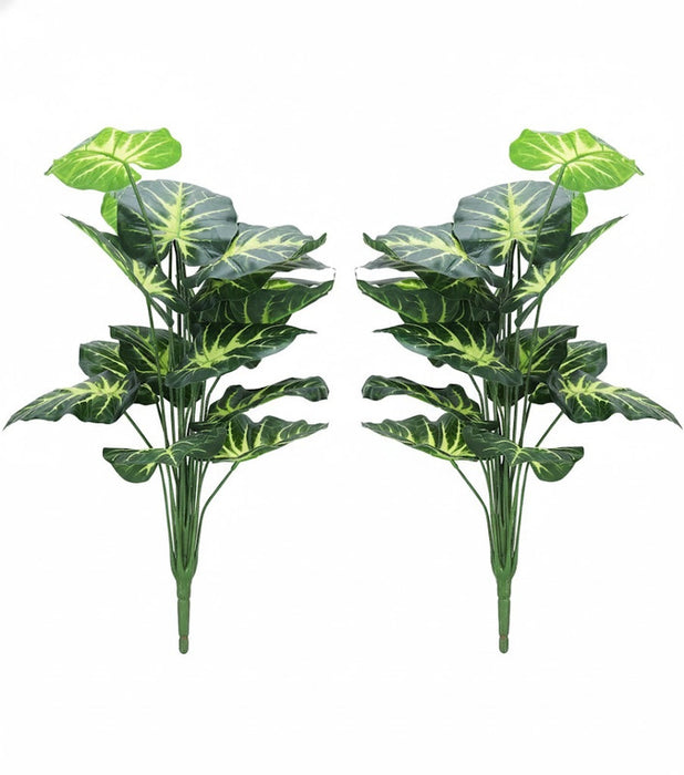 Set of 2 green pothos plants, real indoor money plants with long leaves.