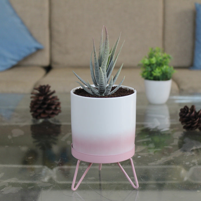 Wonderland  Ceramic Pink flame pot with stand