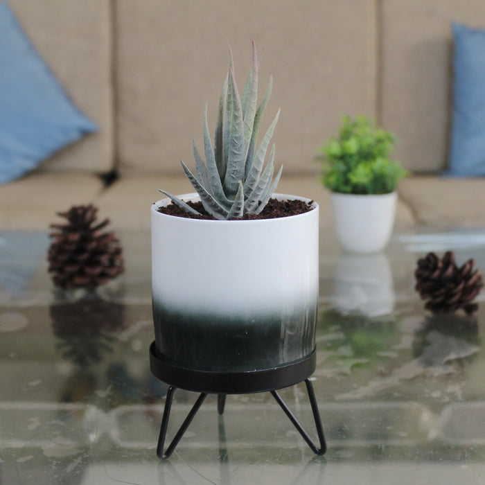 Wonderland Ceramic  Black flame pot with stand