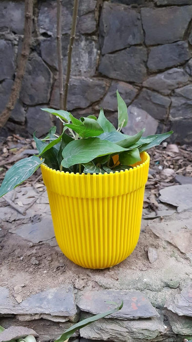 Wonderland (Set of 4 Yellow Fresh Plastic Garden Pot