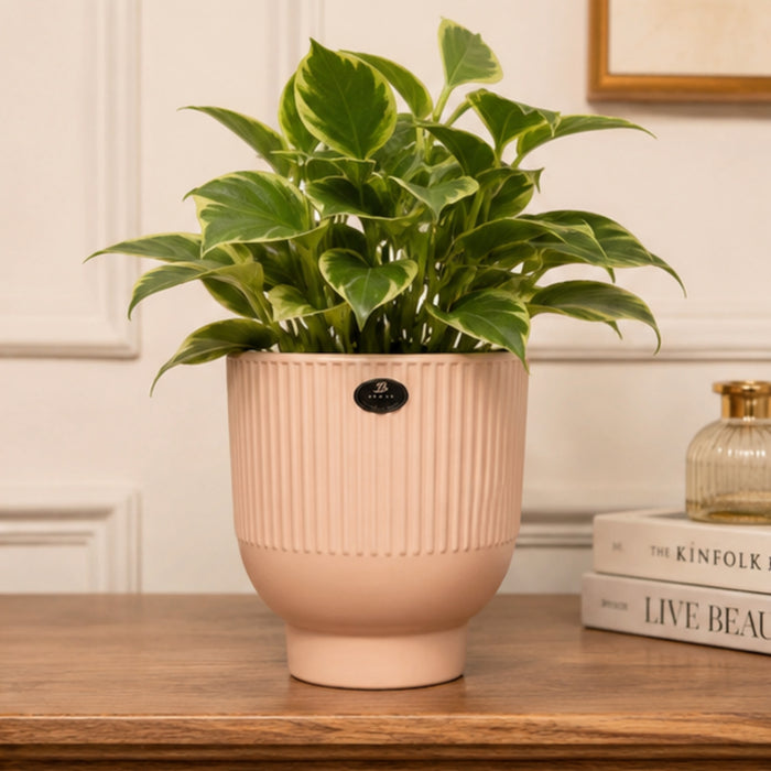 Pink  fluted ceramic pots for real plants