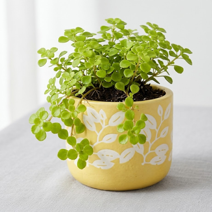 Handpainted Terracotta Planter with print design 