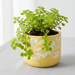 Handpainted Terracotta Planter with print design 