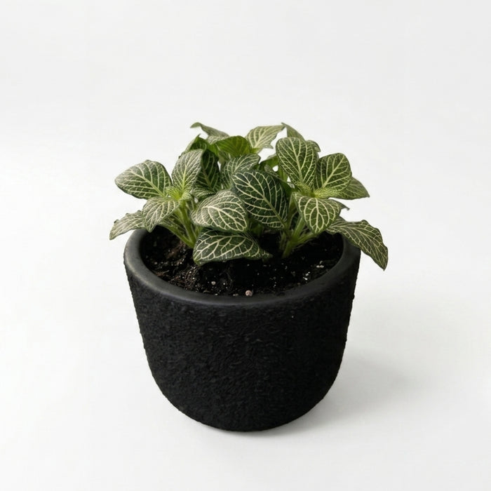 Textured Matte Black Terracotta Planter Pot for Indoor Plants