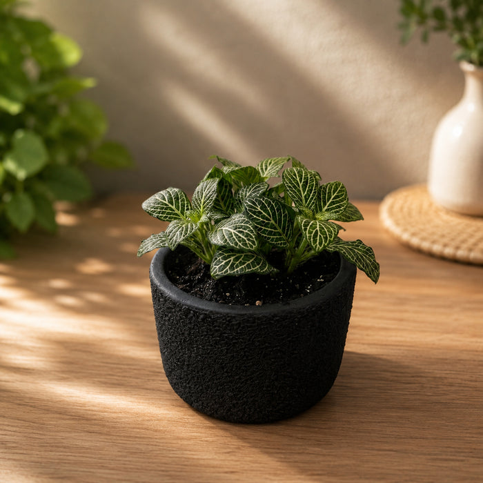 Textured Matte Black Terracotta Planter Pot for Indoor Plants