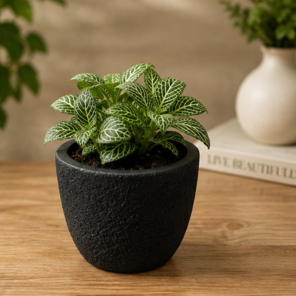 Handcrafted Textured Terracotta Plant Pot – Modern Black