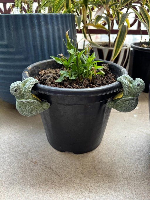Set of two decorative green turtle pot hangers climbing on the rim of a black plastic flower pot with a small green plant.