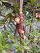 A small, dark brown resin monkey figurine hanging from a rope in a green leafy tree.