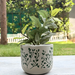 Handpainted Terracotta Planter with print design 