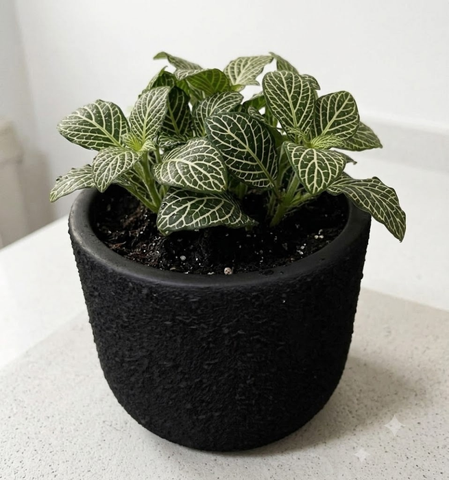 Textured matte black terracotta planter pot holding a green fittonia houseplant on a white countertop