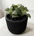 Textured matte black terracotta planter pot holding a green fittonia houseplant on a white countertop