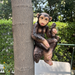 Resin chimpanzee monkey sculpture tree climber hanging garden ornament