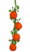 Hanging artificial orange fruit garland with four realistic oranges and green leaves on a woven green rope, isolated on a white background.