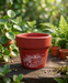 A red terracotta planter pot with a white "Money Plant" graphic sitting on a rustic wooden table surrounded by green indoor plants.