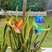 Set of 4 multicolor decorative flying parrot garden sticks in a potted plant