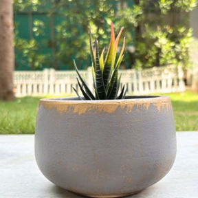 Handpainted Terracotta Planter with print design 