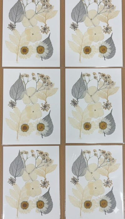 Pressed daisy and skeleton leaf assortment, natural dried flowers for resin and craft projects, cream and green botanicals.
