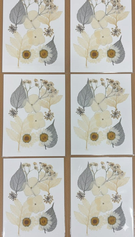 Pressed daisy and skeleton leaf assortment, natural dried flowers for resin and craft projects, cream and green botanicals.
