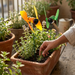 Two colorful insect garden stakes, a yellow honeybee and a green grasshopper, featuring spinning propeller wings on thin metal rods against a light wood background.