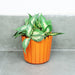 6 inches PPlastic Round Fence Garden pots for Outdoor, Set of 5 (Multicolor) (Orange) - Wonderland Garden Arts and Craft