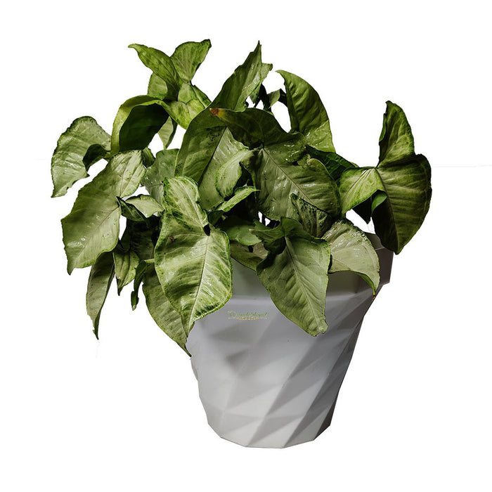 Plastic Pots : 3Dee white plastic Planter pots (outdoor garden pots)