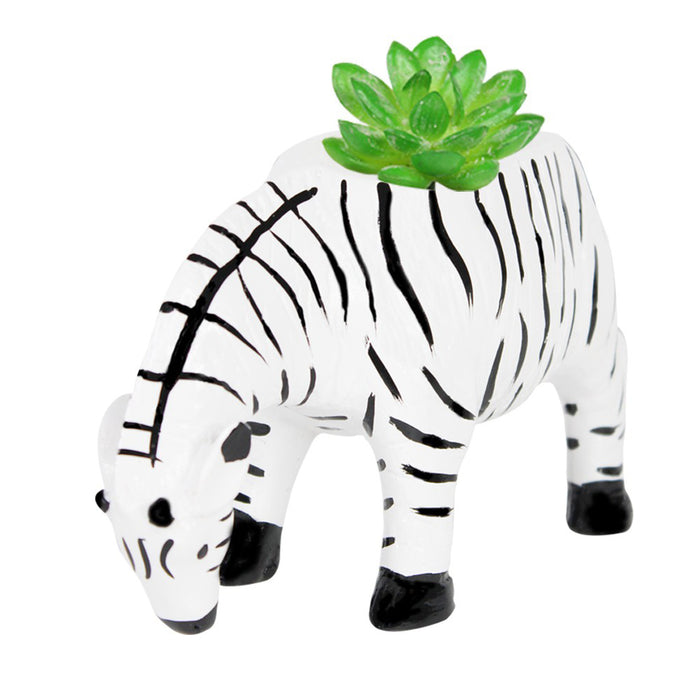 Small Zebra Succulent Pot for Home Decoration