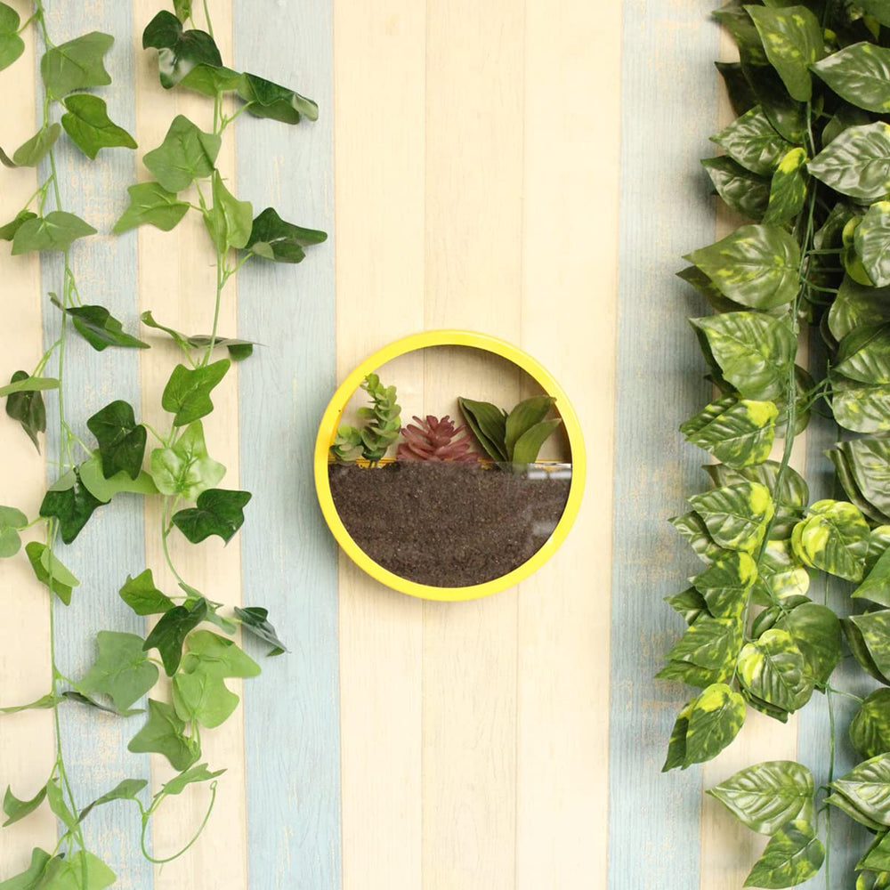 Small Yellow Wall Ring Planter with Glass Front