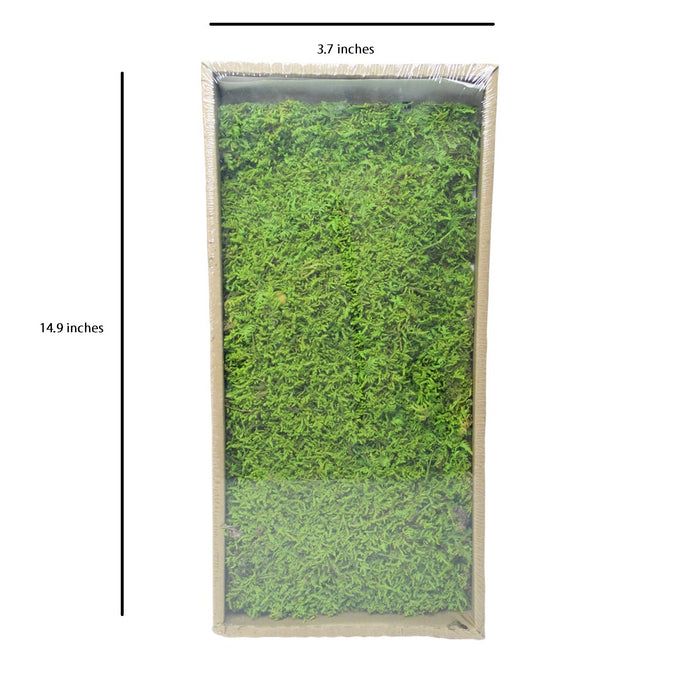 Dried Moss for Tray Gardening