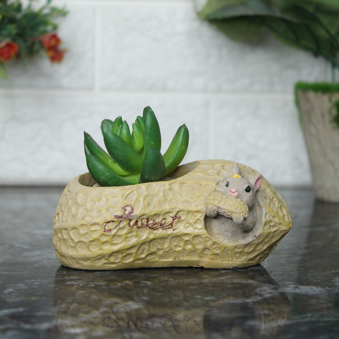 Peanut Succulent Pot for Home and Garden Decoration