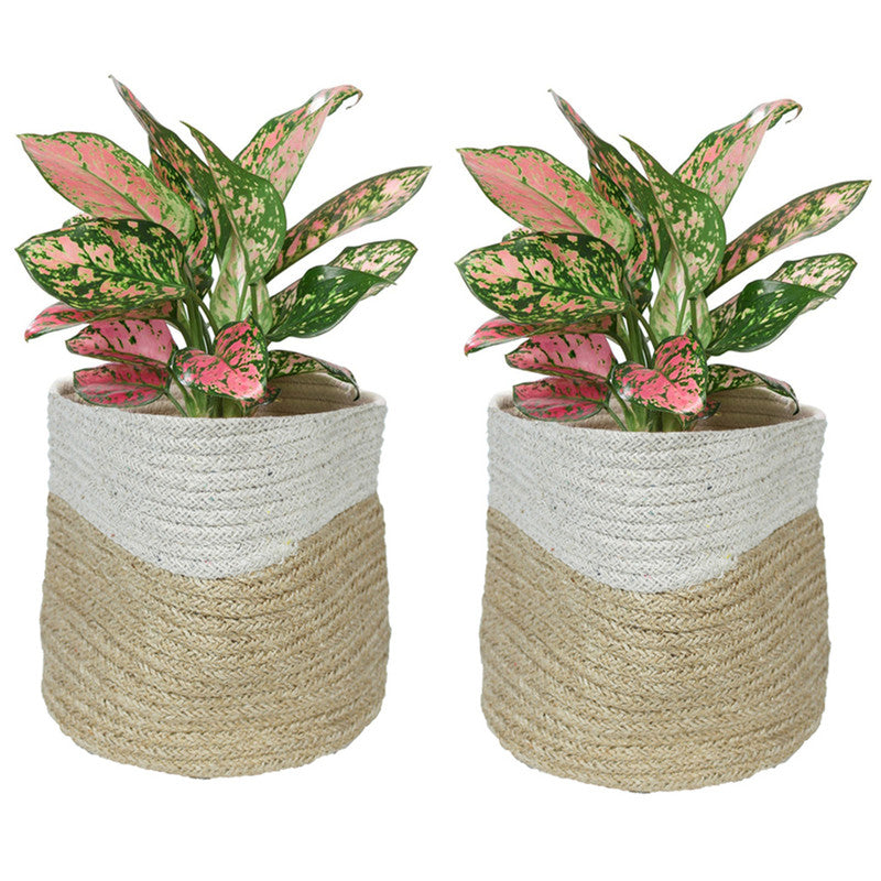 (Set of 2) Jute Bag Planter for Home Decoration (Small)