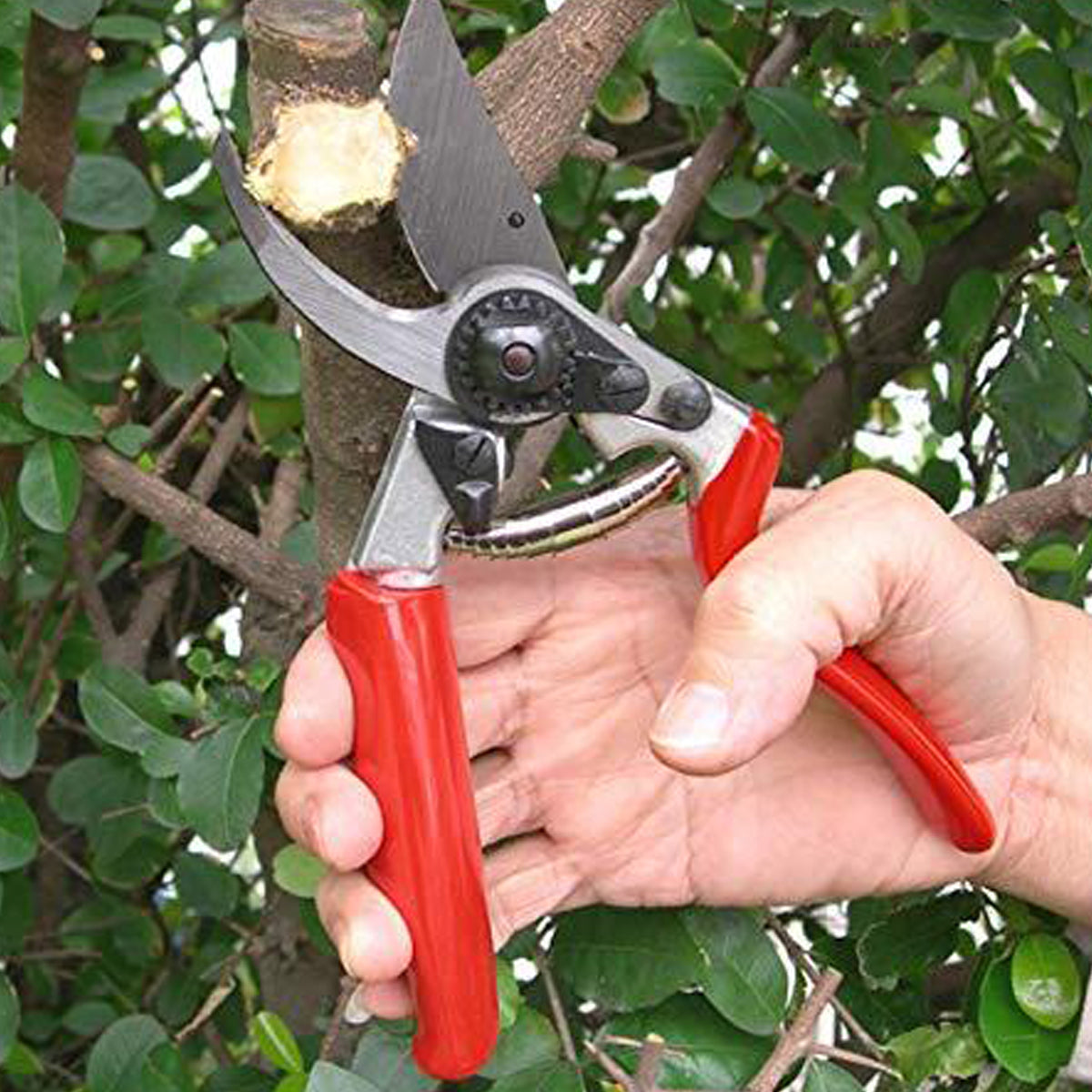 Buy Felco 2 Pruner 215 mm Bypass - Red Online India