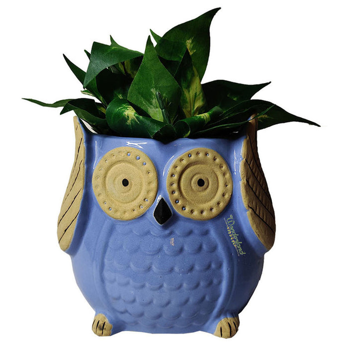 Blue Big Owl Ceramic Planter Pots for Home and Garden Decoration